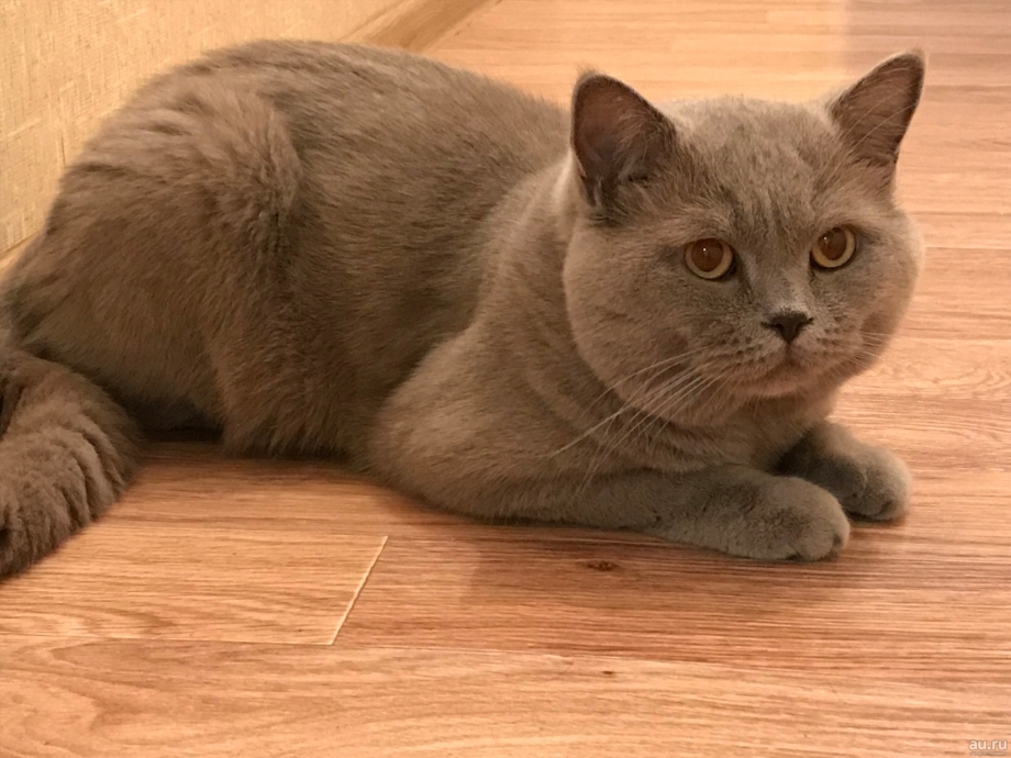 Британская дымчатая кошка