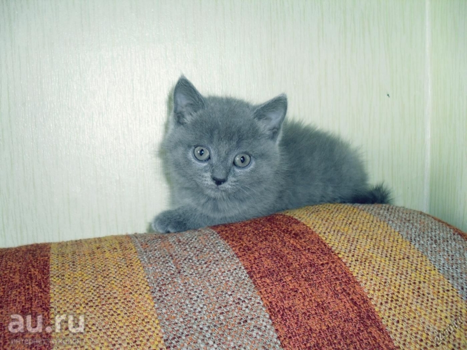 Шотландский кот прямоухий дымчатый