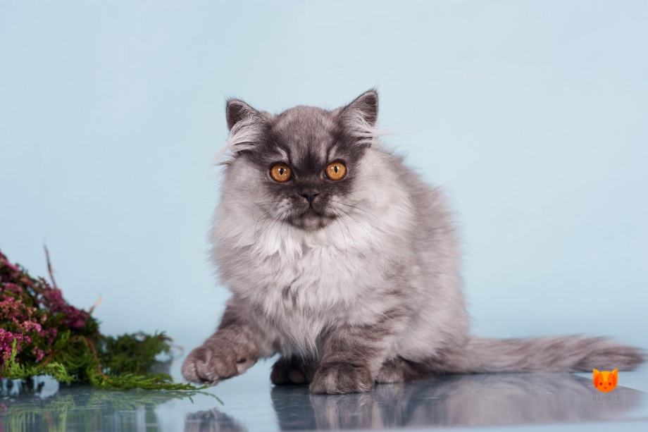 Шотландская прямоухая кошка длинношерстная дымчатая
