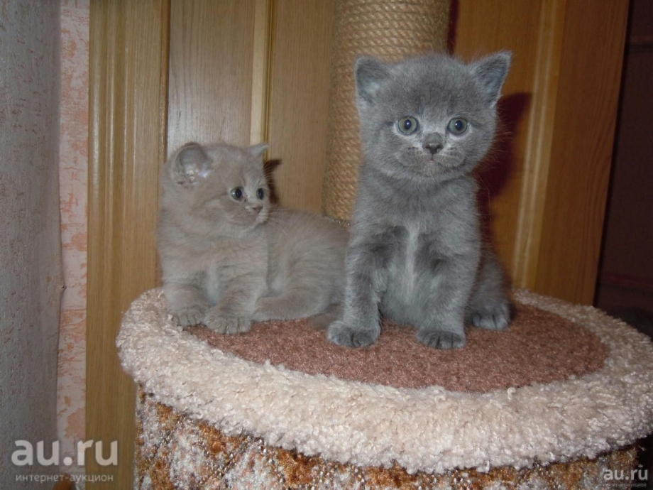 Дымчатые котята шотландцы