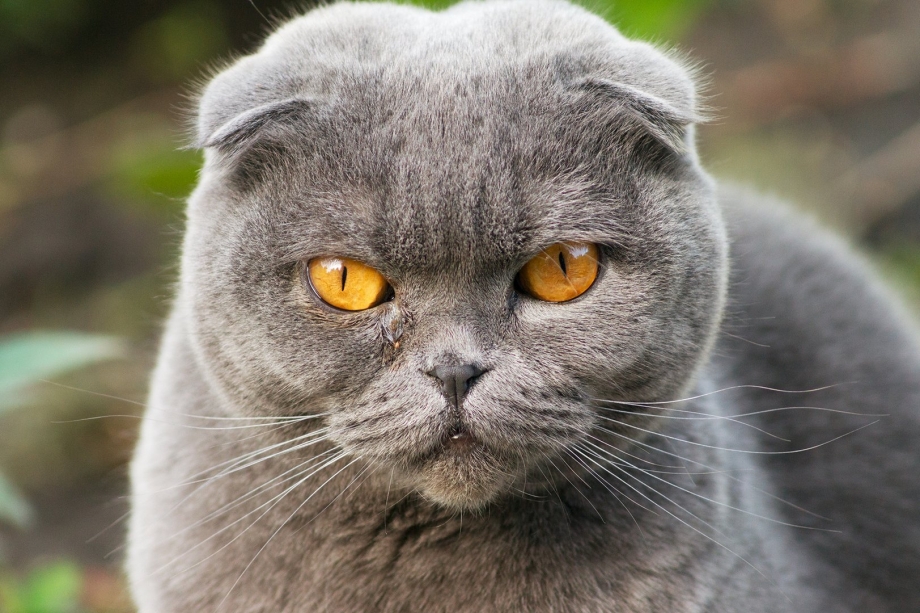 Британский кот вислоухий серый