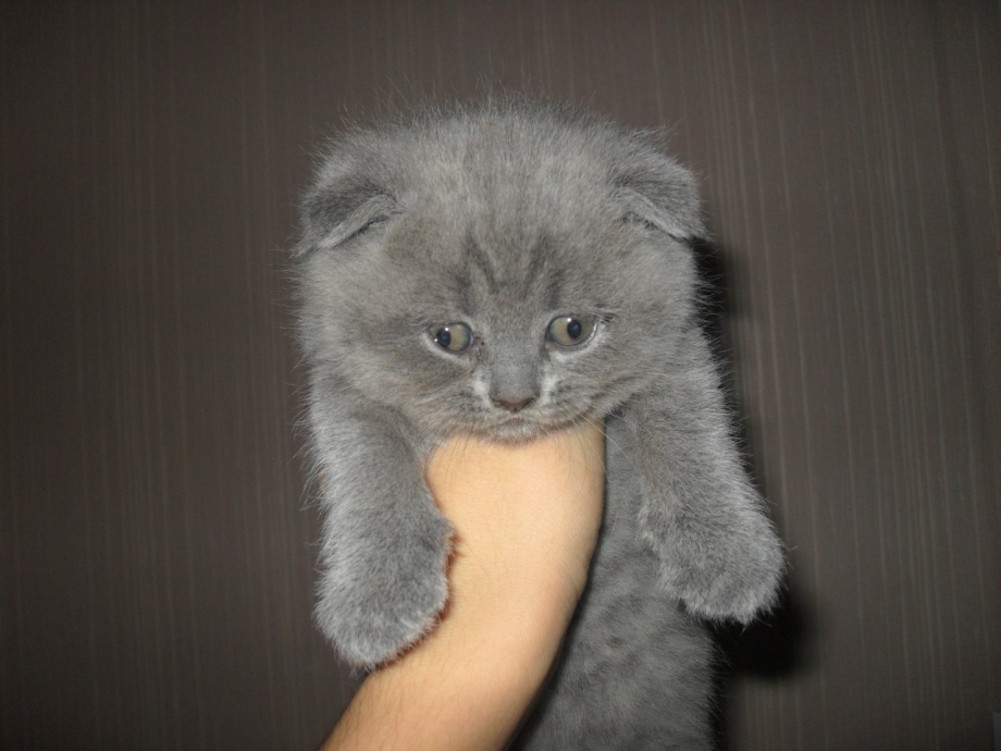 Девушка с вислоухим котёнком