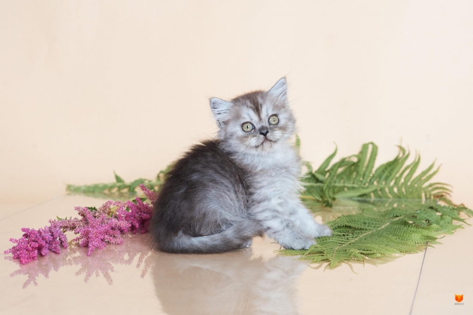 Шотландский длинношерстный прямоухий дымчатый кот