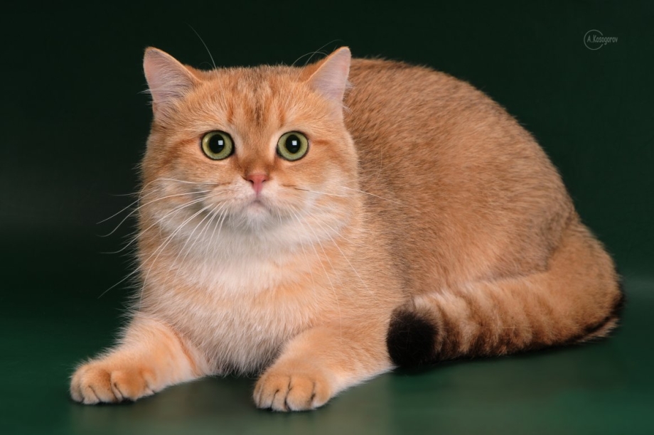 Шотландская короткошерстная Золотая шиншилла