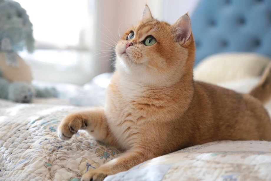 Шотландская кошка Золотая шиншилла