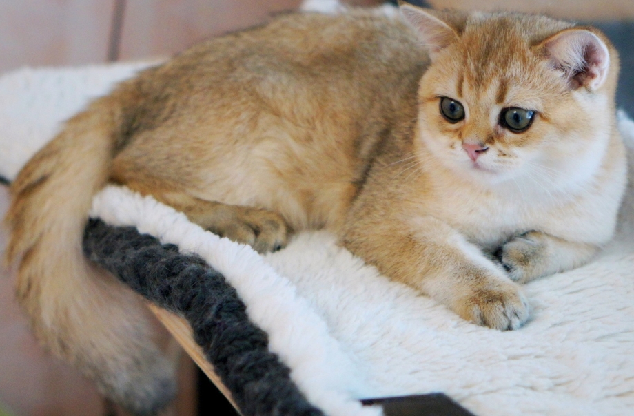 Кот Британская шиншилла гладкошерстный