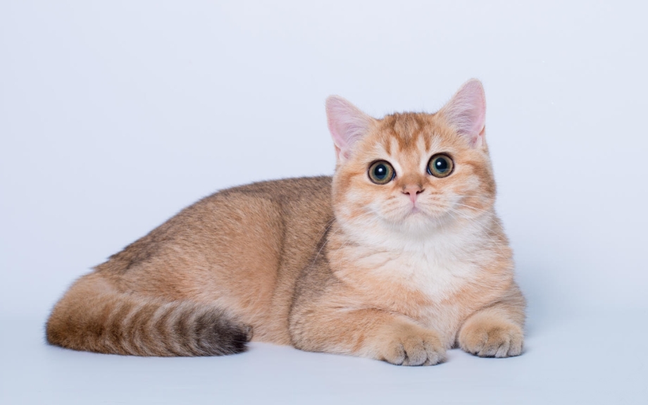Британская короткошёрстная кошка Золотая