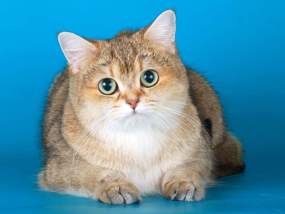 Британец шиншилла рыжий кот