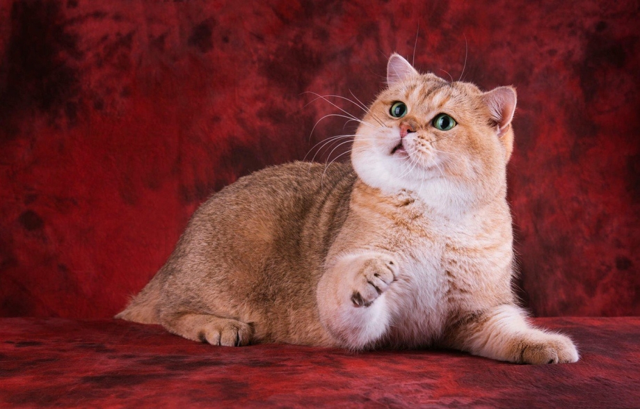 Шотландская золотистая шиншилла кошка