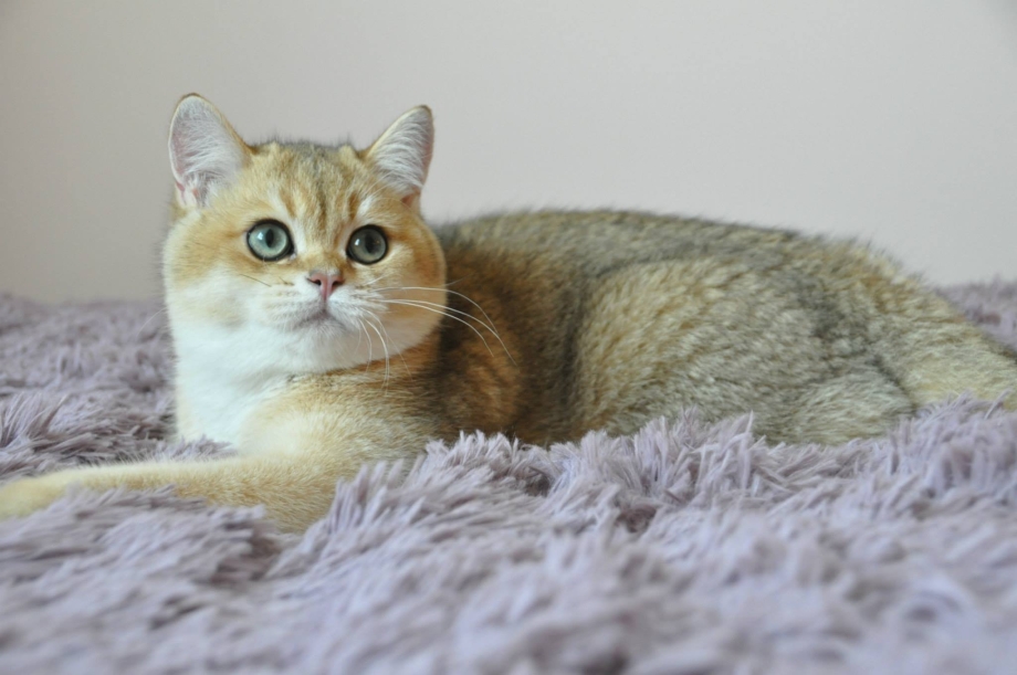 Британская короткошёрстная кошка Золотая