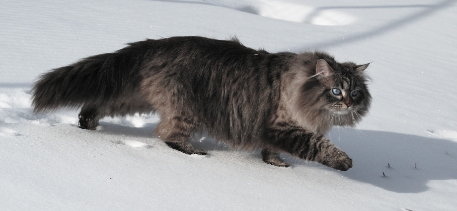 Сибирская кошка