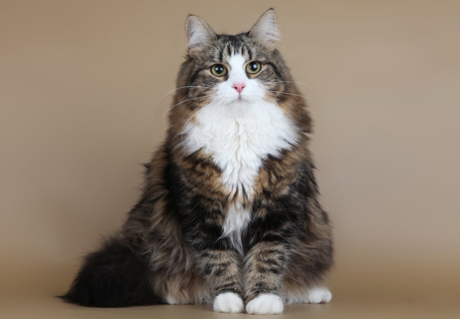Сибирский длинношерстный кот