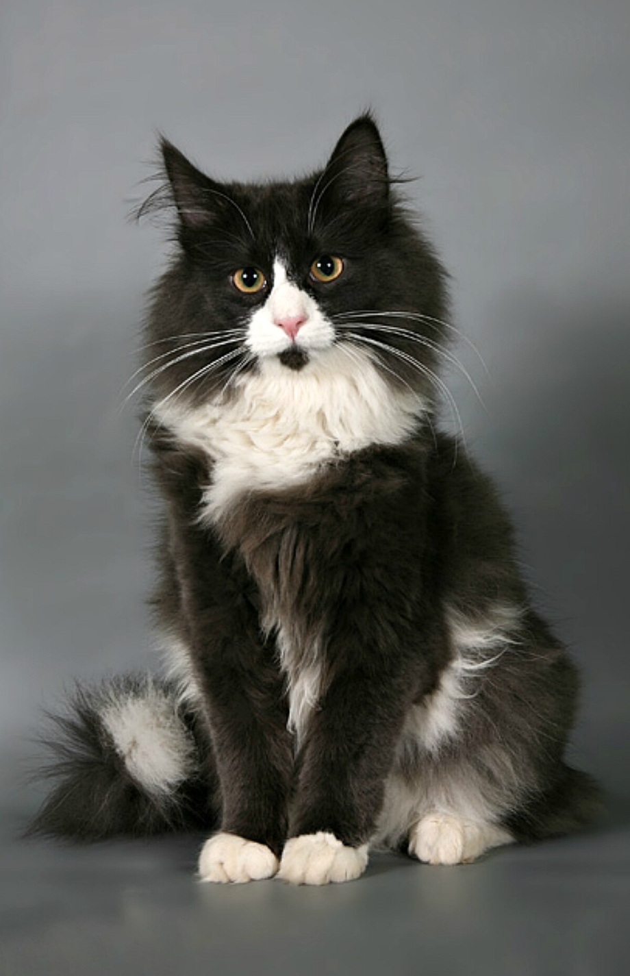 Сибирский кот Mocha Black
