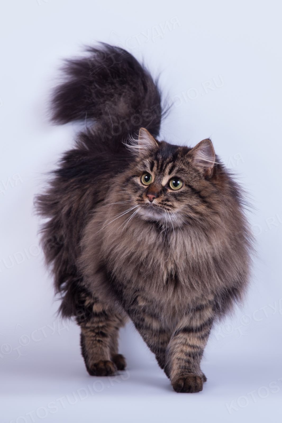 Сибирский Лесной кот