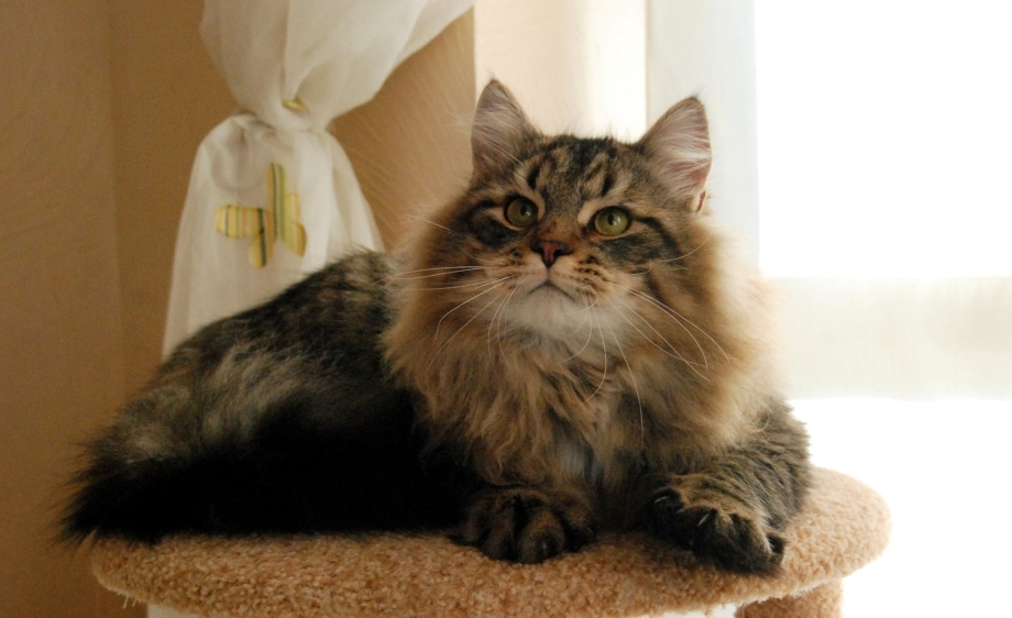 Сибирская хохлатая кошка