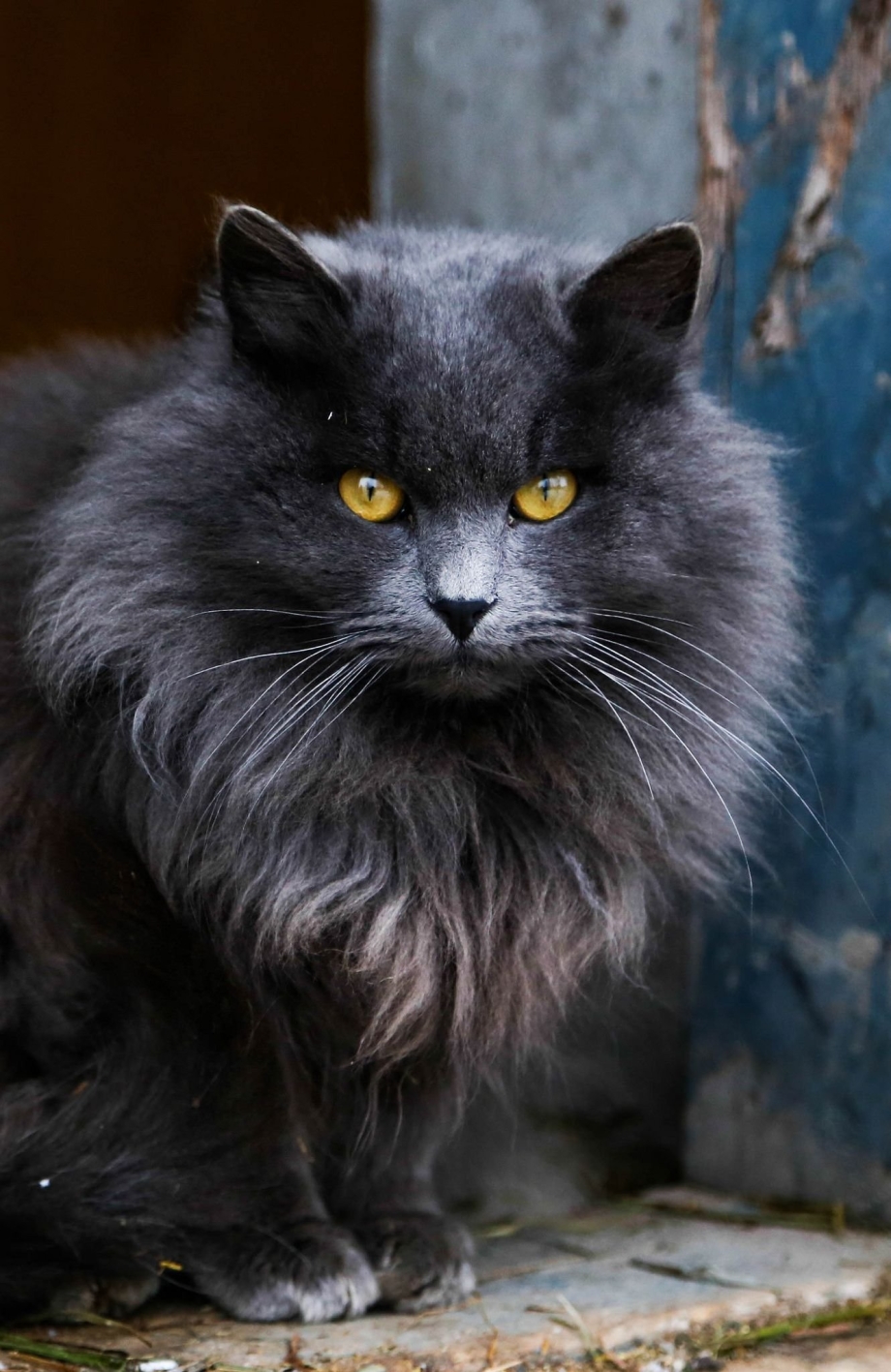 Серый Солид котята Мейн кун