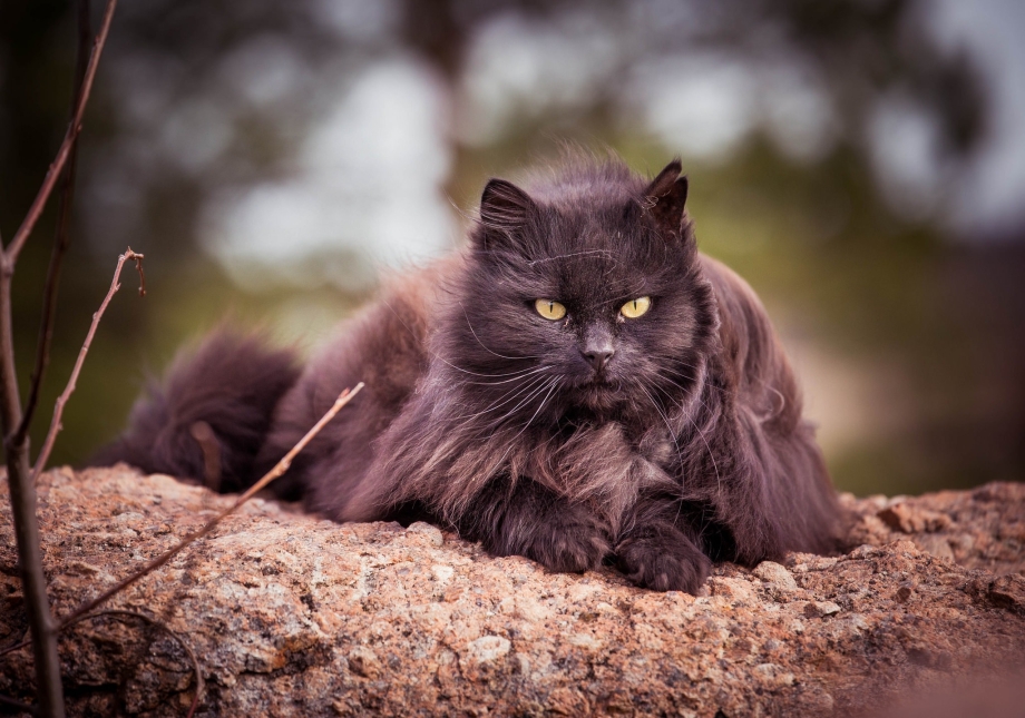 Бомбейская кошка длинношерстная