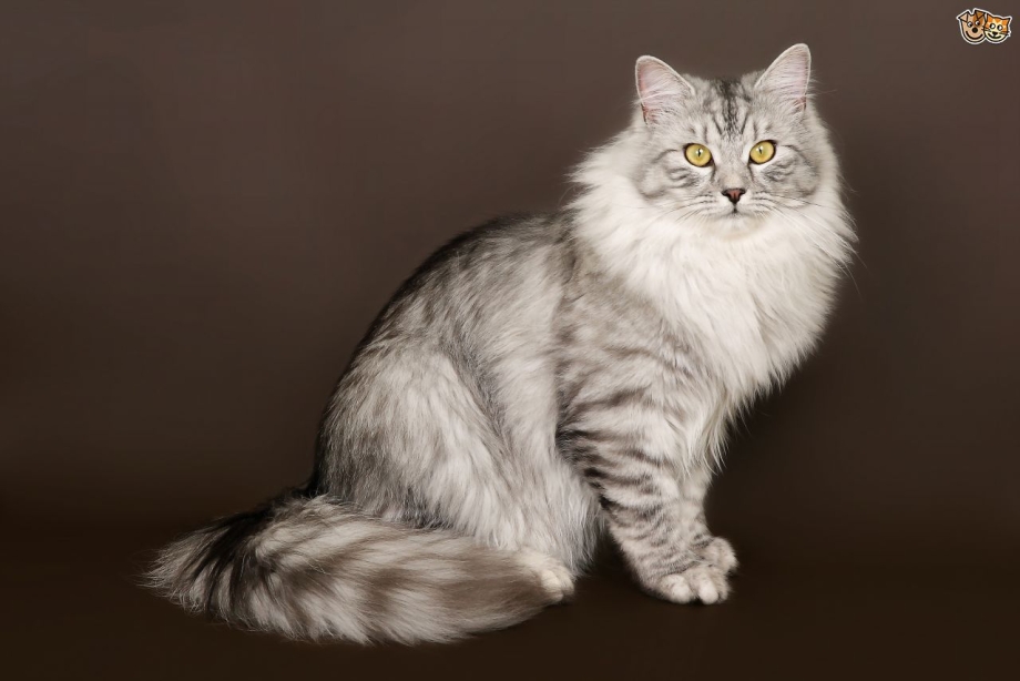 Сибирская кошка черная черепаха