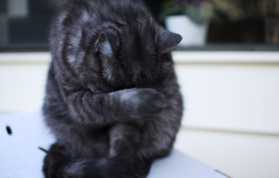 Смущенный котенок
