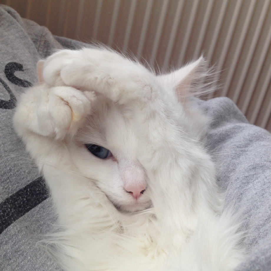 Кот смущается