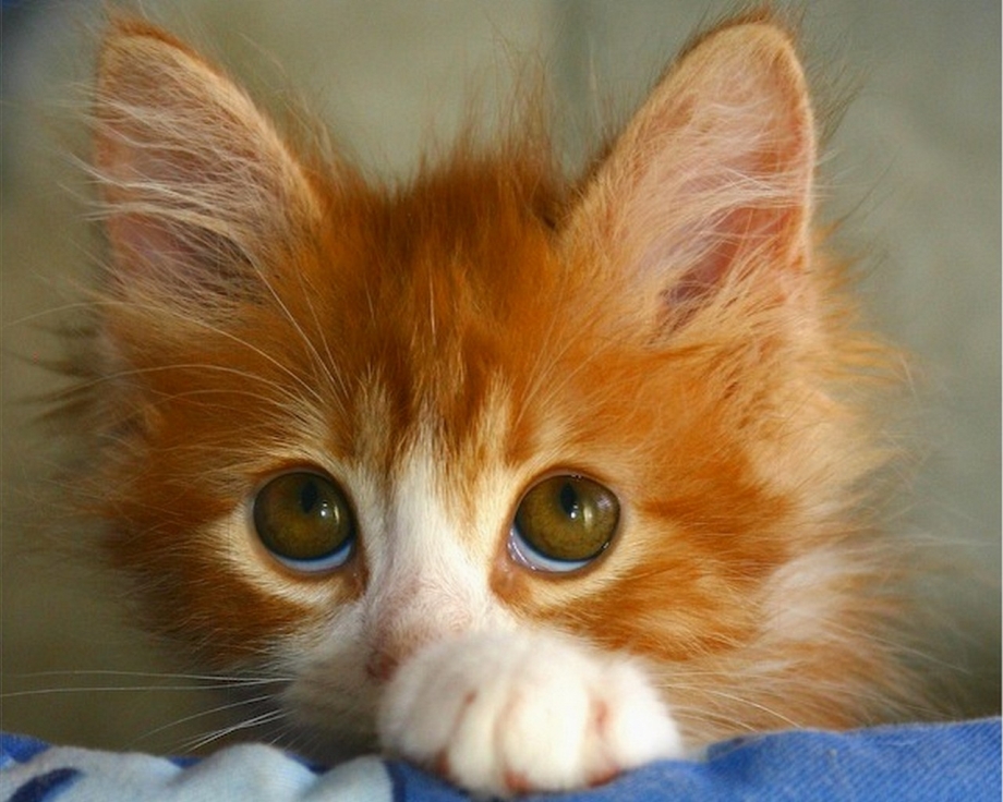 Кот ржет