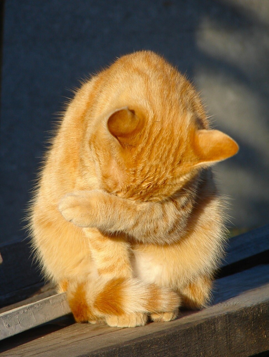 Смущенный кот
