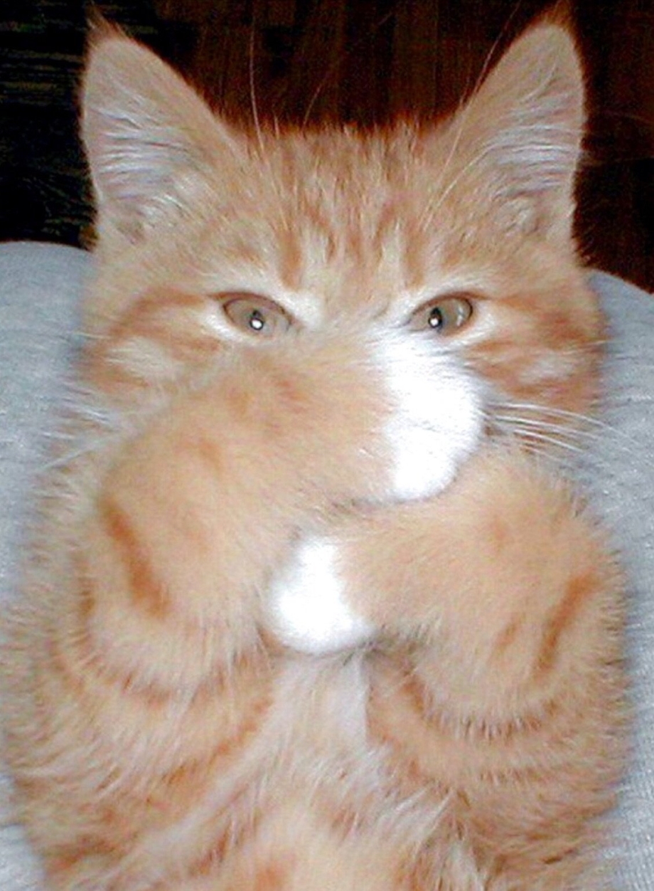 Смущенный котик