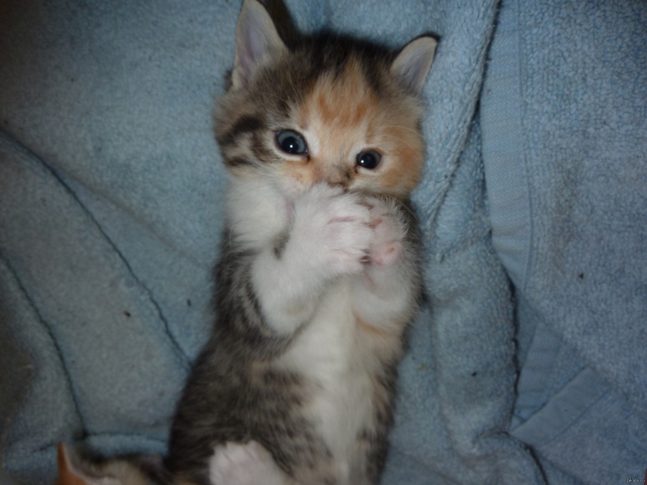 Стеснительный котенок