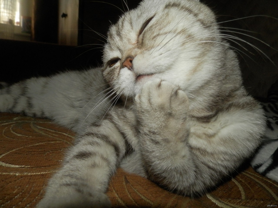 Стеснительный котик