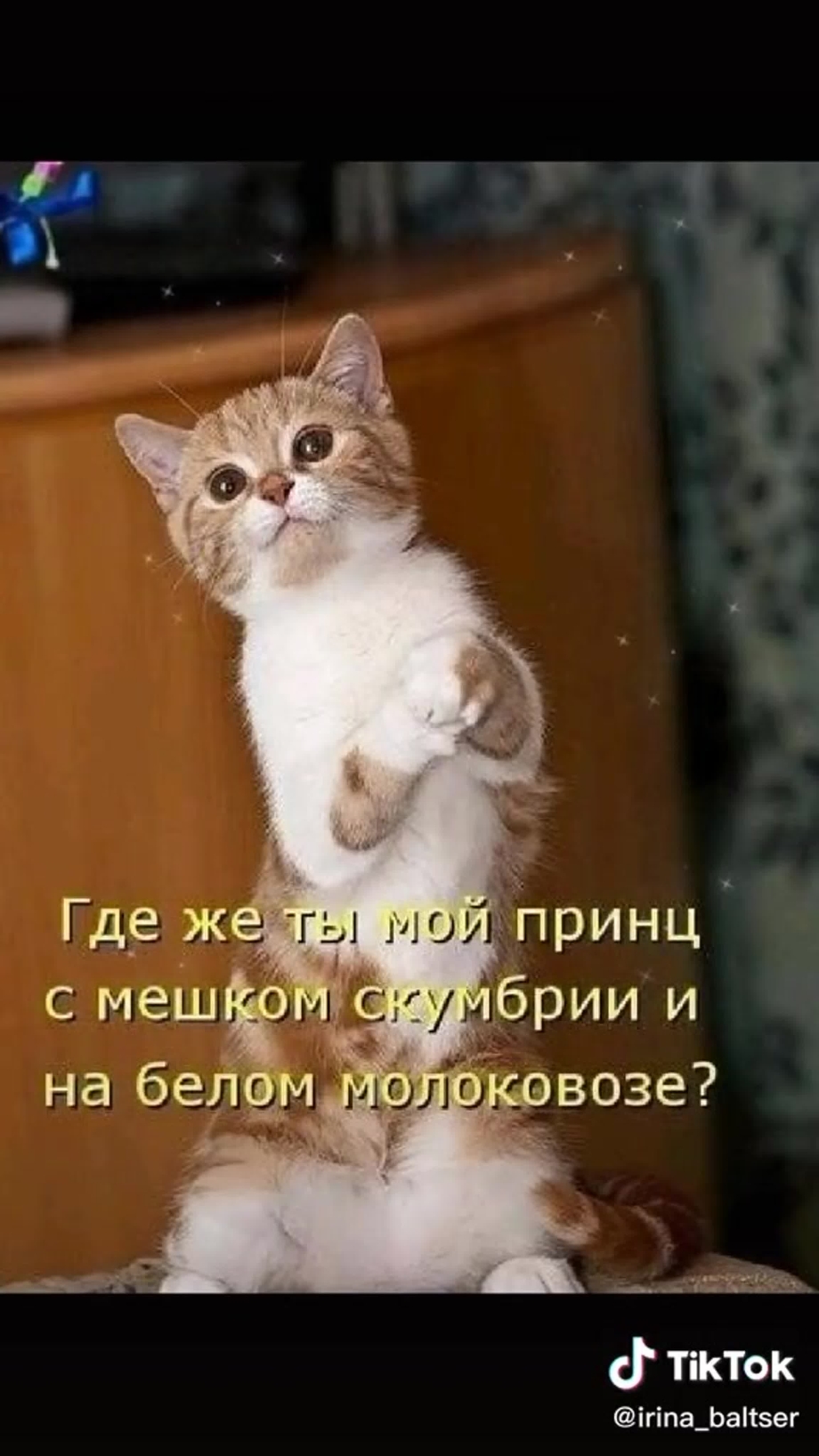 Виноватый котик