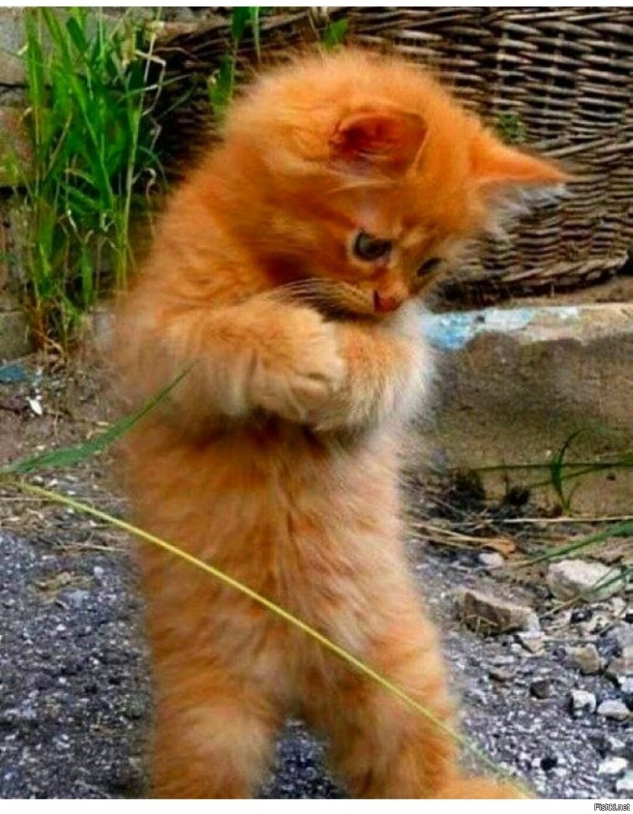 Жалобный котенок фото