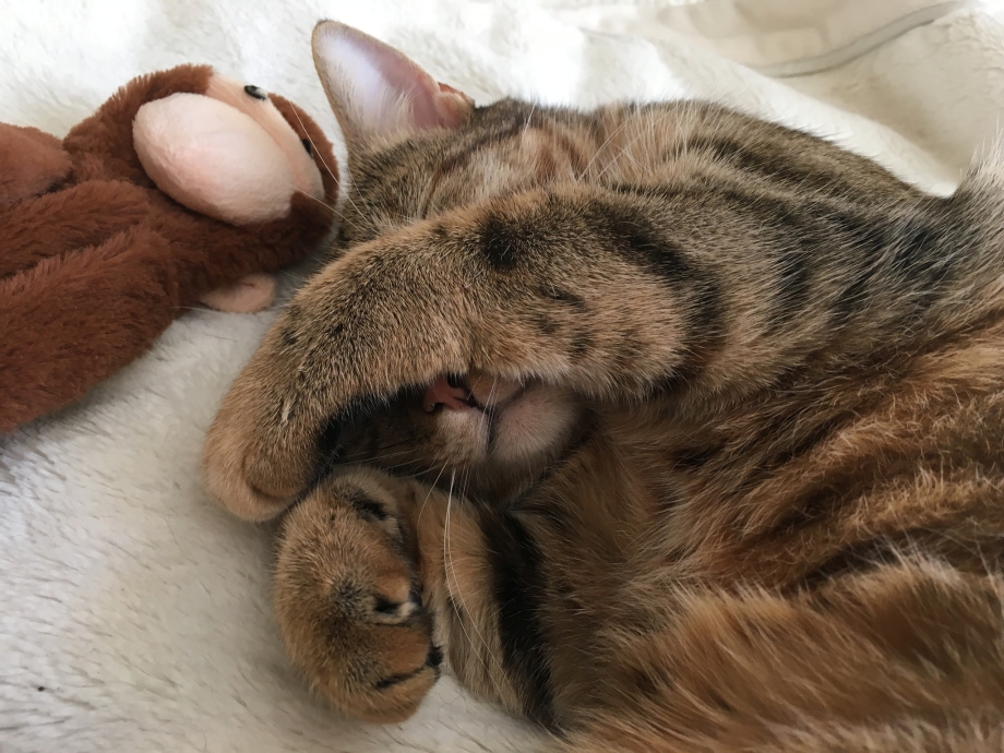 Танец маленьких котят