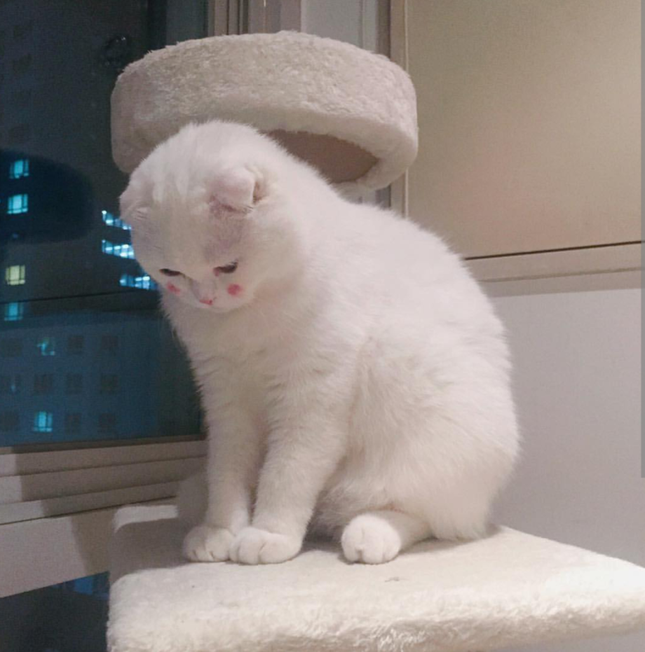 Места которых стесняюсь. Кот смущается. Котенок стесняется. Смущённый кот. Котик засмущался.