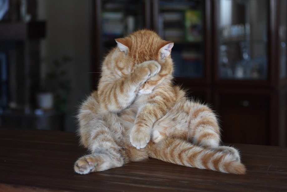 Задумчивый котик