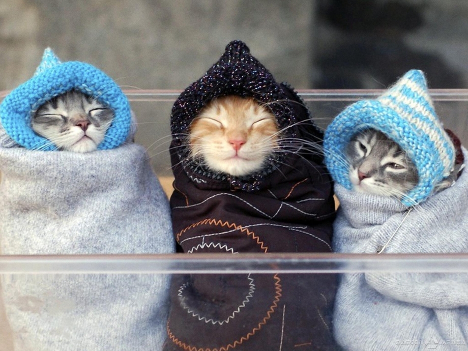 Котики смешные милые