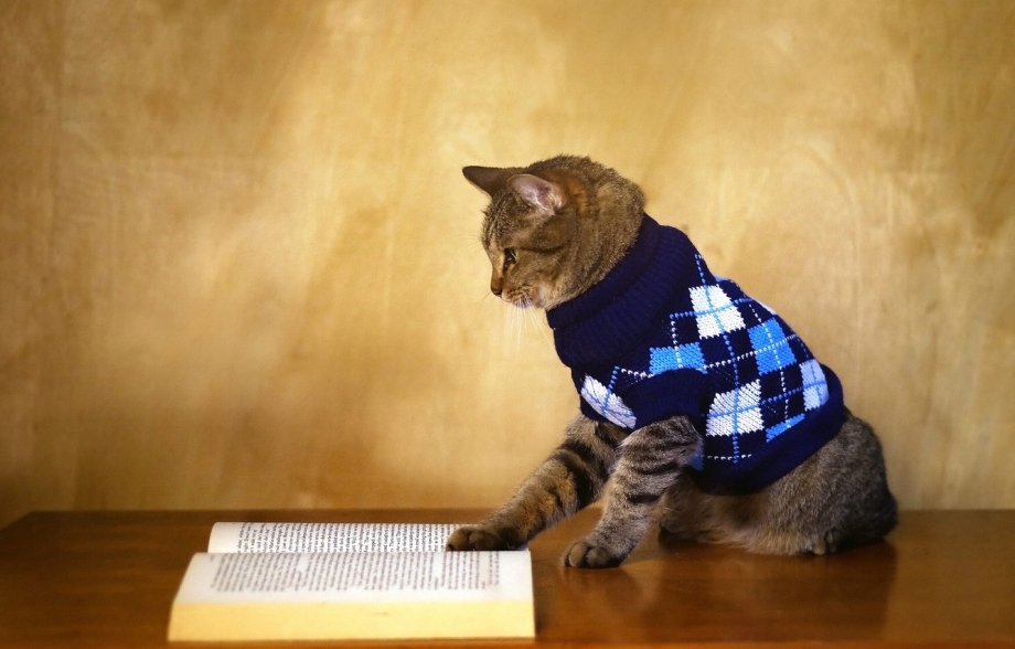 Коты в одежде