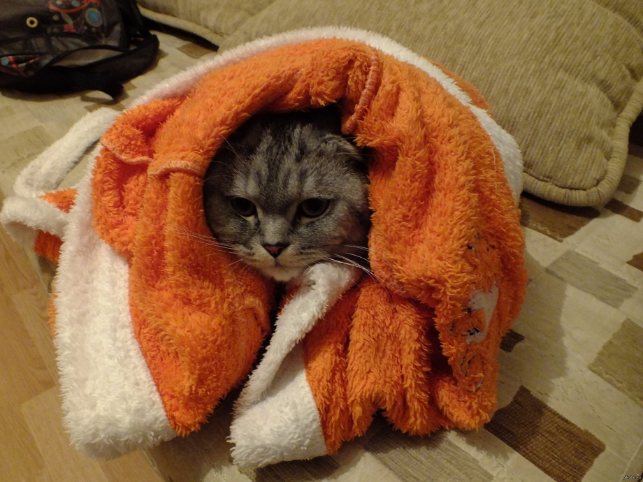 Кот замерз