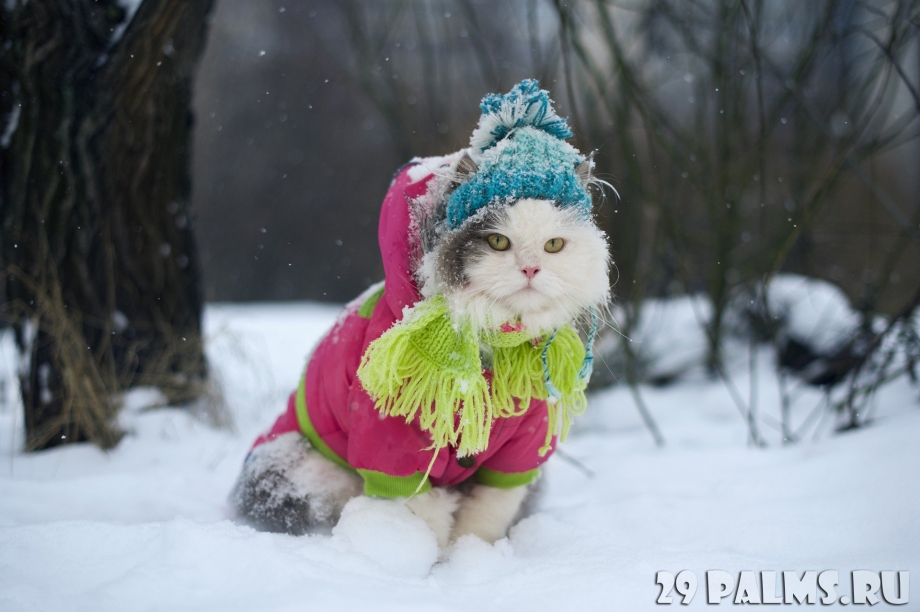 Зимний котики в нарядах