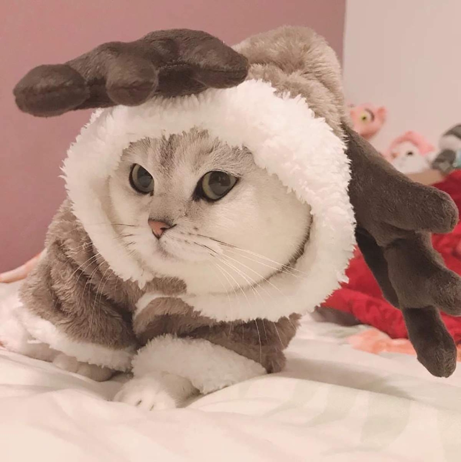 Зимняя одежда для кошек