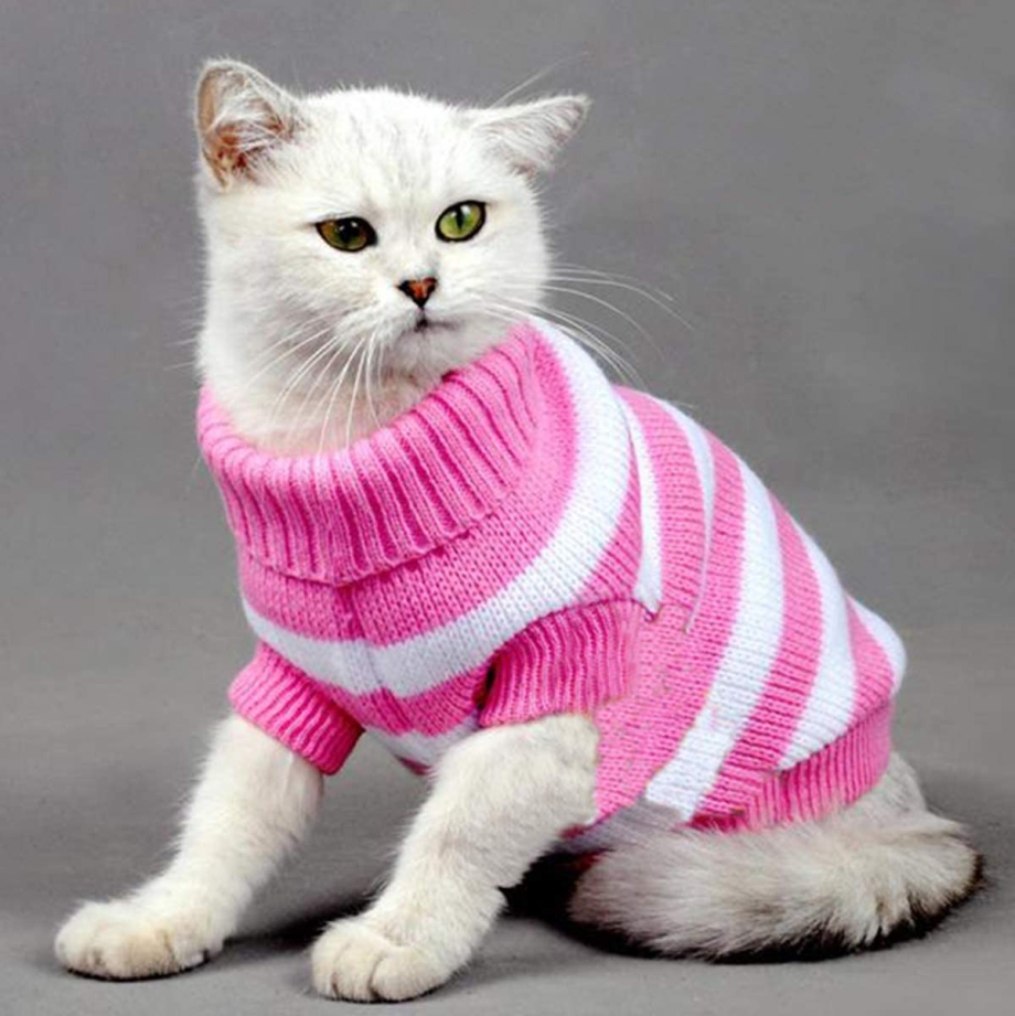 Кофточки для кошек