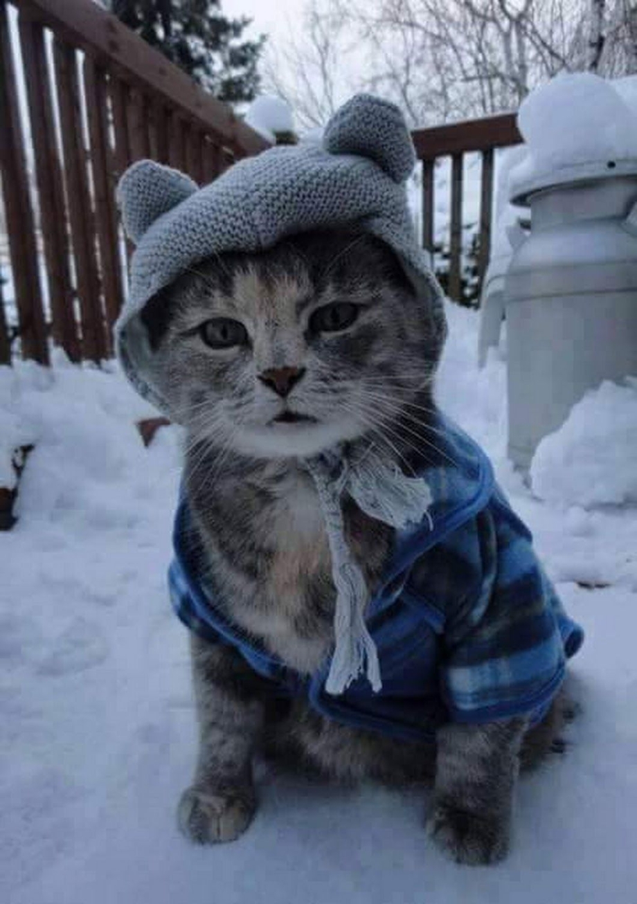 Кошка замерзла