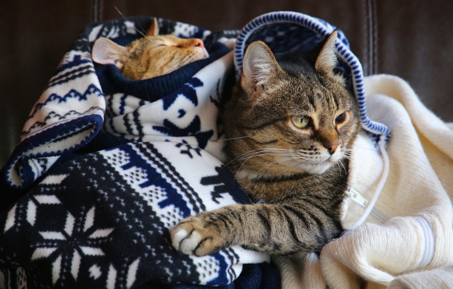 Уютные коты