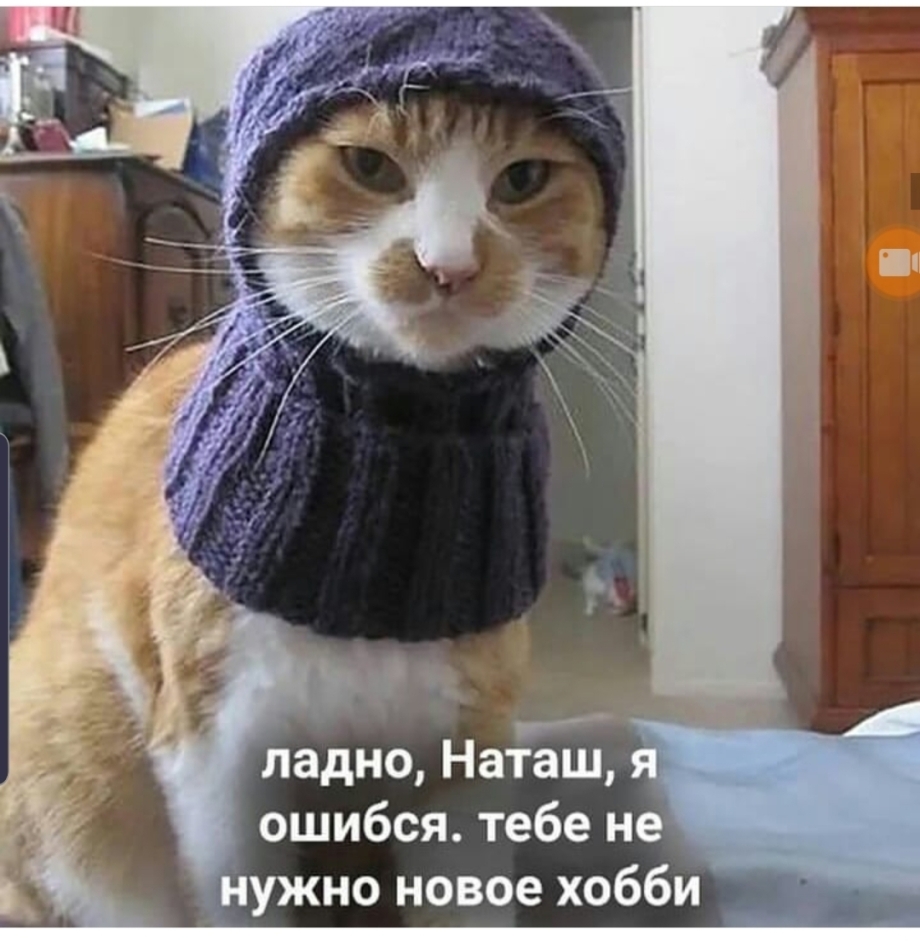Кот в шапке и шарфе