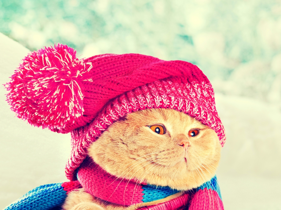 Котенок в шапочке