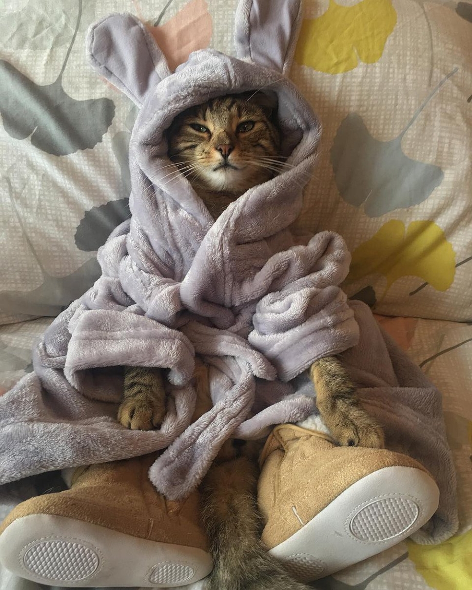 Кот в пижаме