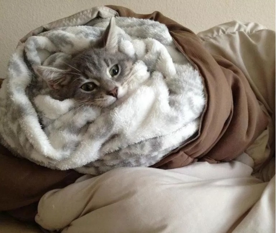 Кот в одеялке