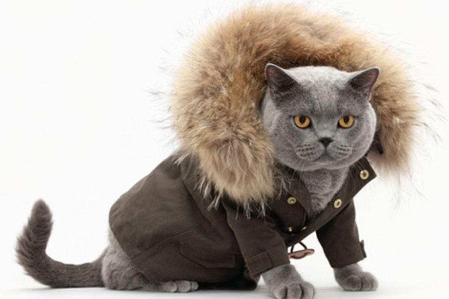 Кот в пуховике
