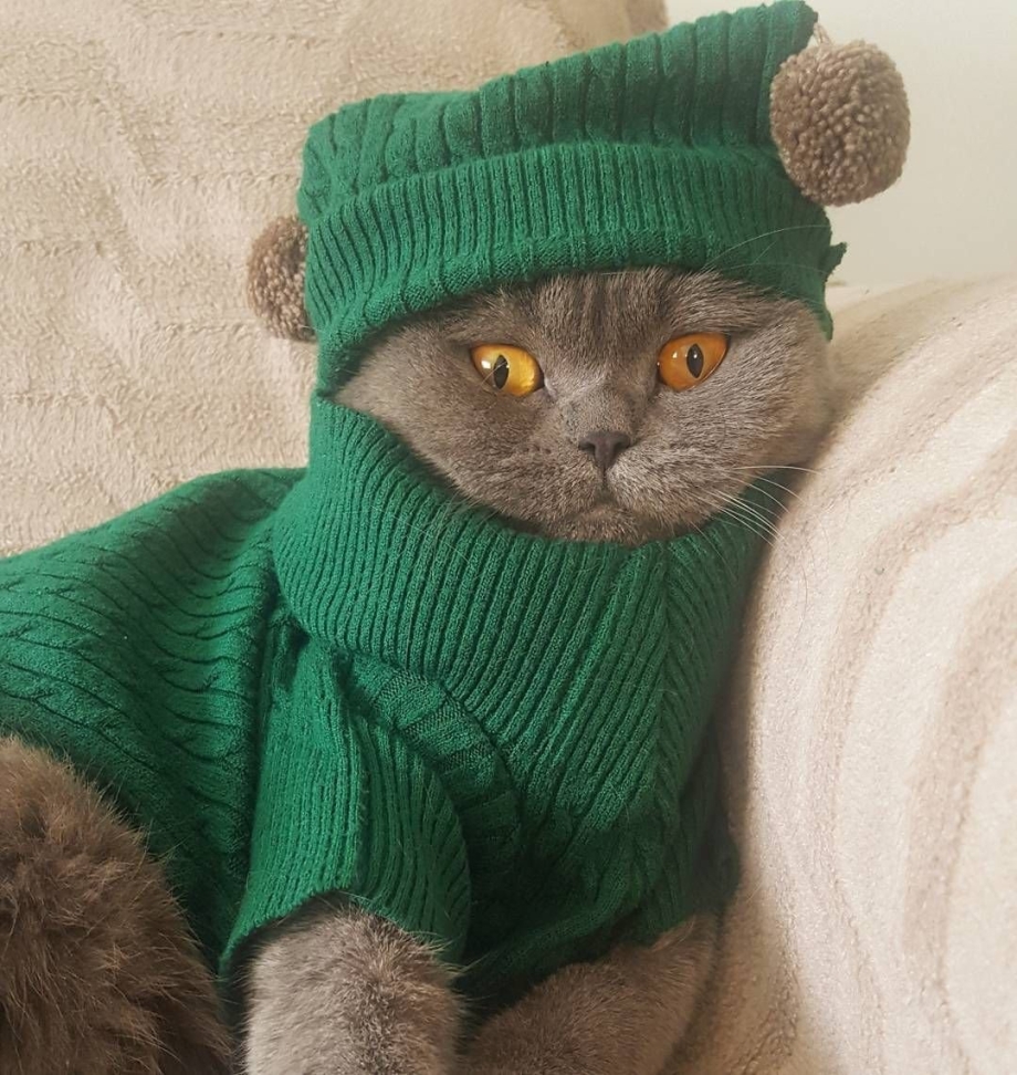 Одежда для британских кошек