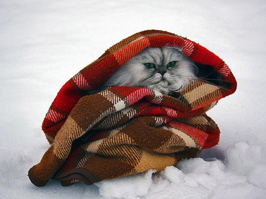 Кот укутался в плед