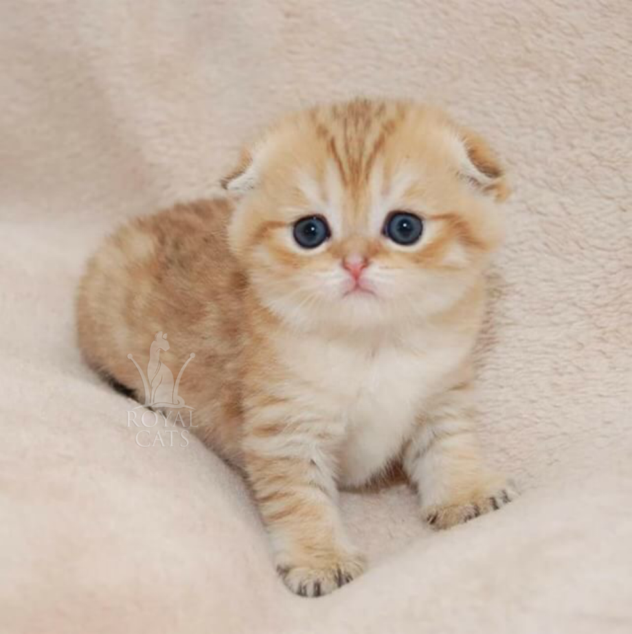 Скоттиш фолд Золотая шиншилла